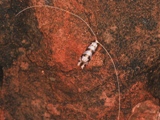 Ceromitia wahlbergi